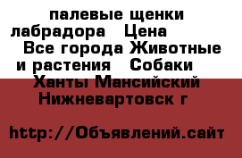 палевые щенки лабрадора › Цена ­ 30 000 - Все города Животные и растения » Собаки   . Ханты-Мансийский,Нижневартовск г.